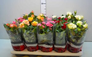 Роза горшечная разных цветов Доставка цветов в Новосибирске